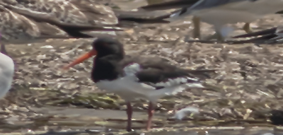 Eurasian Oystercatcher
